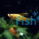 Assorted Hi-fin Swordtail 