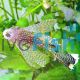 Assorted Longfin Bristlenose Catfish