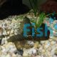 Assorted Longfin Bristlenose Catfish 
