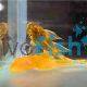 Assorted Longfin Bristlenose Catfish