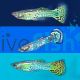 Assorted Male Cobra Guppy - Poecilia reticulata