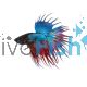 Assorted Crowntail Male Fighter 