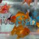 Assorted Oranda 