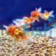 Assorted Oranda Goldfish