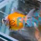 Assorted Pearl Scale Goldfish - Carassius Auratus