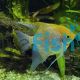Assorted Pearlscale Angelfish 