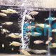 Assorted Rainbow 3cm