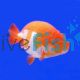 Assorted Ranchu