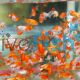Assorted Ranchu