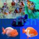 Assorted Premium Fantails