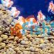 Carassius Auratus