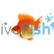 Assorted Ryukin Short Tail - Carassius auratus