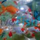 Assorted Wakin 8cm