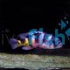 Astatotilapia Latifasicatus Crimson Tide