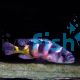 ASTATOTILAPIA LATIFASCIATUS CRIMSON TIDE 