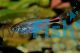 Pepper Tetra 1cm 