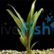 Baby Doll Yellow - Cordyline terminalis ' tricolour' 