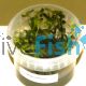 Bacopa Caroliniana - Tissue Culture