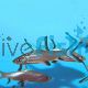 Silver Shark 15cm