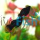 Balloon Black Molly