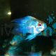 Balloon Electric Blue Longfin Ram 