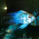 Balloon Electric Blue Longfin Ram