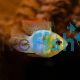 Balloon Gold Head Electric Blue Ram