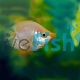 Balloon Pink Kissing Gourami 