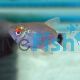 Balloon Red Eye Tetra Lampeye 