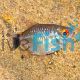 Balloon Red Eye Tetra Lampeye 