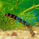 Banded - Kuhlii Loach 