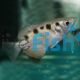 Banded Archer Fish - Brackish