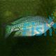 Desert Rainbow Barcoo River 7cm