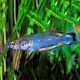 Madagascar Rainbow 4cm