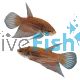 Betta Benjarong Region