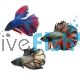 BETTA MALE HALFMOON ROSETAIL 