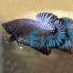 Male Plakat Halfmoon Black Betta 