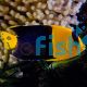 Bi-colour Angelfish MED