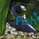 Black Ghost Knife Fish