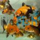 Black and Gold Oranda