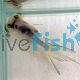 Black and White Bubble Eye Goldfish 5cm - Carassius auratus