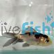 Black and White Oranda