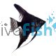 Black Angelfish