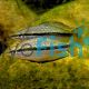 Black Banded Rainbow