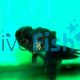Black & Bronze Oranda 