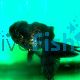 Black & Bronze Oranda