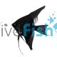 Black Green Avatar Angelfish