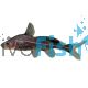 Black Lancer Catfish