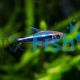 Black Neon Tetra