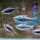 Black Emperor Tetra